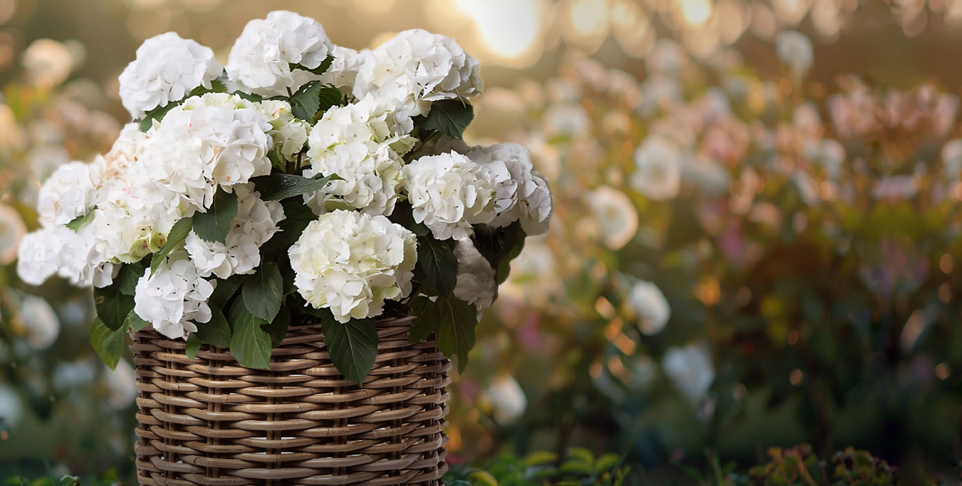 Boxwood basket with in flower garden